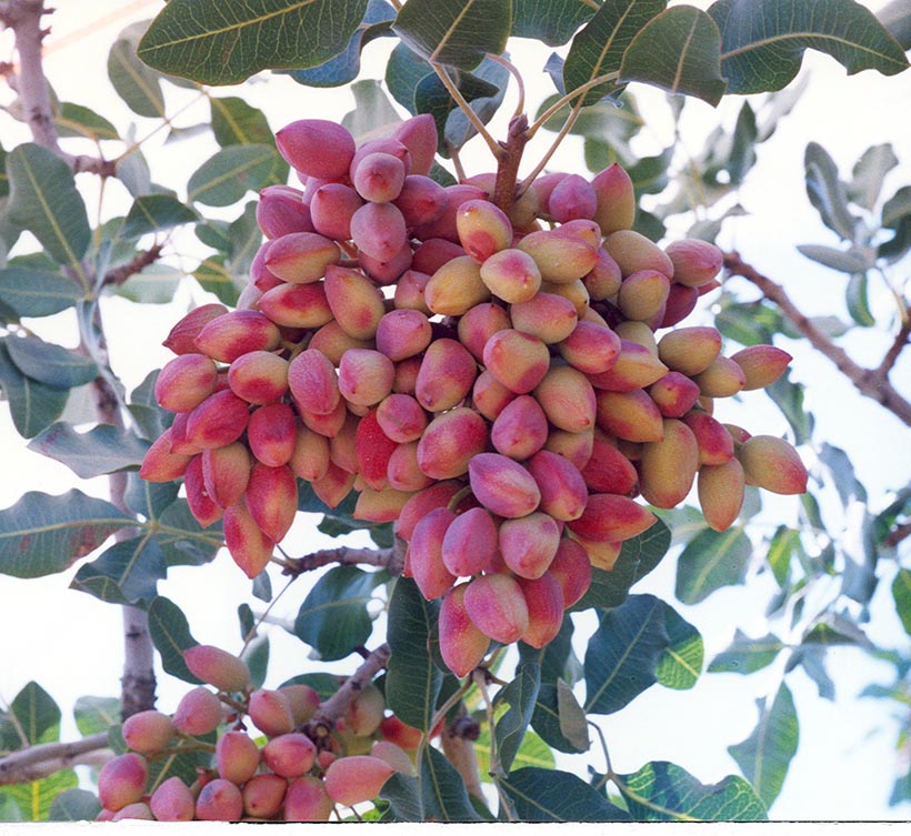 در حال حاضر در حال تماشای این مورد هستید پسيل پسته و نحوه مبارزه با آن