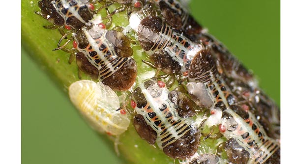 پوره پسیل گلابی