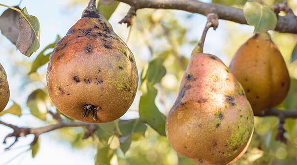 پسیل گلابی