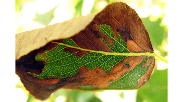 خسارت بیماری پسیل