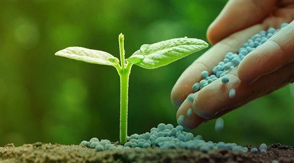 علف هرز سیب زمینی kavoshkimia.com