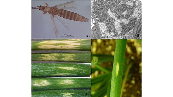 onion-thrips