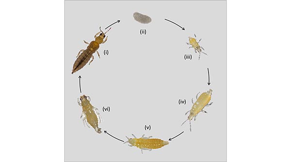 onion thrips
