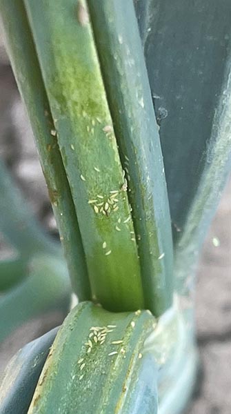 onion thrips