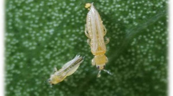 onion thrips