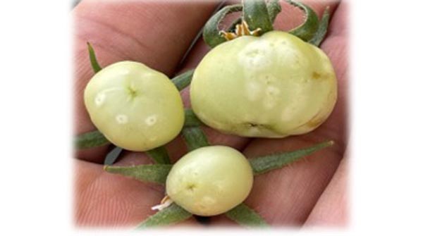 onion thrips