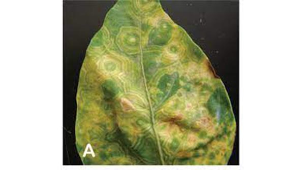 onion thrips