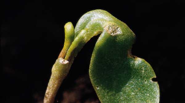 onion thrips