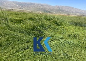 دربارۀ این مقاله بیشتر بخوانید خسارت سنگین علف هرز یولاف در مزارع گندم